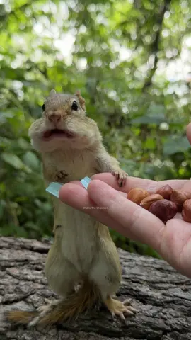 Speak to me!  #funny #animals #chipmunk #charlie #cute #speak #comedy #humor #wildlife #talk #talktome #fypシ 