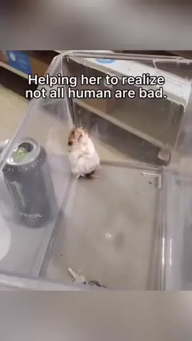 We don’t deserve animals 💚🥹 #animalsoftiktok #animals #wholesome #hopecore 