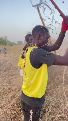 Mbathioum guérté 🥜🌿 #senegal_investi  Campagne hivernale 2023 #senegal #agro #business #foryou #fyp 