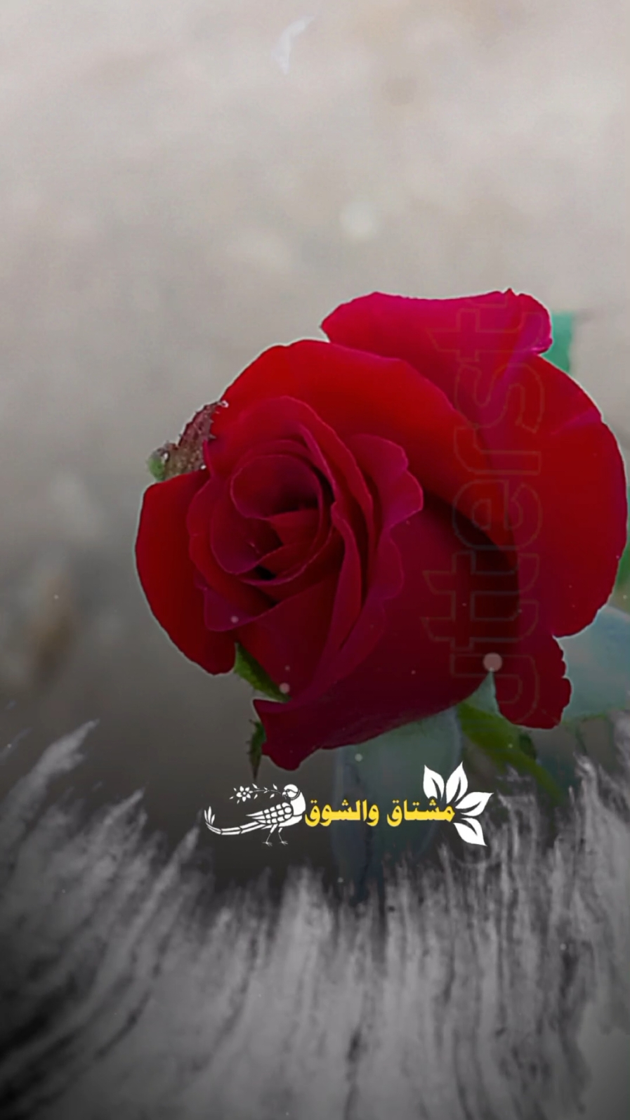 #والله_اني_اشتقت_لك💔 #نادر_الشراري #طالبك_وارتجيك #منشن_لشخص_ودك_تقوله_هالكلام #منشن_للي_تحبه #شيلات_فخمة❤️ #شيلات_روعه_خواطر_ذوق #اكسبلور #تصميم_فيديوهات🎶🎤🎬 #قوالب_كاب_كات_جاهزه_للتصميم #لايك_متابعه_اكسبلور #viral #تصويري #lavendr81 #flower #rose #CapCut 