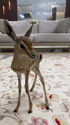 فاقت جمال الغزلان #غزلان 