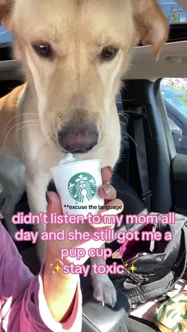 my feral child #pupcup #dogsoftiktok #starbucks #viral #fyp 