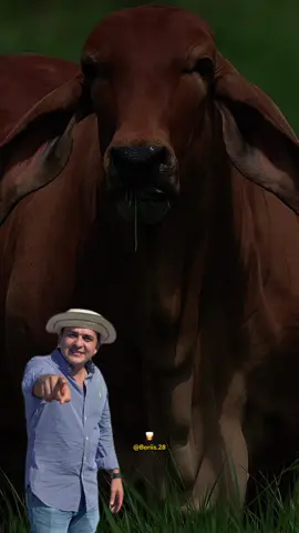 Uno Ta Bien hecho | Guillo Montenegro #videostipicos #guillomontenegro #allaondeuno #tipiqueros #interioranos #musicatipica #musicatipicapanameña #paratiiiiiiiiiiiiiiiiiiiiiiiiiiiiiii 