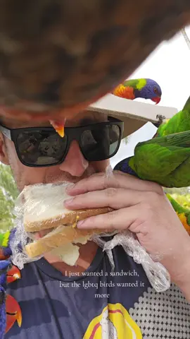 Gets worse the more you watch. They weren't letting me have that sandwich #sandwich #stillhungry  #birdsgonewild #fyp #birdsandwich #animals #birdsgonewild 