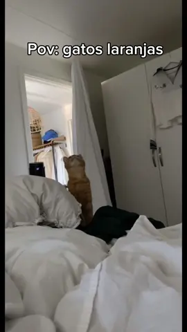 Gatos laranjas✨ #engraçado #gatolaranja #gatosengraçados #memes #animaisengraçados 