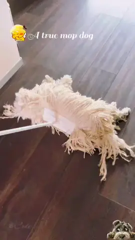 #dog #cute puppy #dogsoftiktok #foryou #🐶🐶🐶🐶 