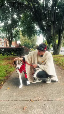 Demostramos que ellos tambien merecen ser adoptados 🥹🐾❤️ #perros #mascotas #adopcion #protesis @Super_mascotas_col 
