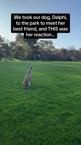 Even the other dog was like 