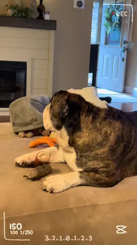 Hims such a sweetie! Hes such a good boy 🐾🐾🥰🥰🐾🐾 #englishbulldog #bulldog #dogsoftiktok #imjustababy #roadto10k #fypage #fyppppppppppppppppppppppp #dog #furbaby #mansbestfriend #bully #bedhog #snore #pet #PetsOfTikTok #petlife #doggo #foryou #trending 
