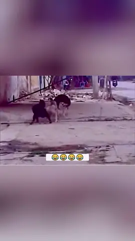 the end🤣#cat #cats #cutecat #catlover #catsoftiktok #fyp #foryou #foryoupage #funny #fypシ #funnycat #funnyvideos #funnytiktok #funnyanimals #kitty 