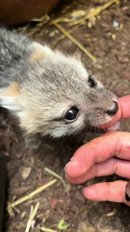 Antes y después de está preciosa cachorrita que llegó rescatada hace unos meses con nosotros luego de los incendios.🤎  #fyp #fyppppppppppppppppppppppp #fypシ #foxy #foxyeyes #cub #mexico #rescate #animals #babyfox #zorro #zorrogris #rescued 