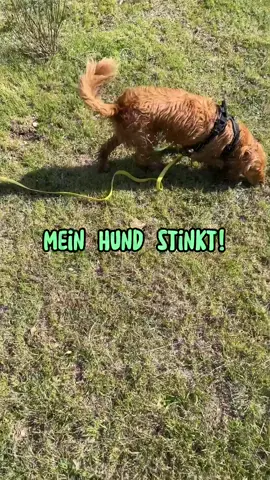 🆘 Mein Hund stinkt! 🆘 Was du dagegen tun kannst... 🐾🐕