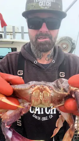 Freshly Molted Dungeness Crab and a huge male Wolf Eel Fish in my crab trap today. #fyp #crab #crabmolting #saltwaterfishing #rockhold #friendliestcatch #bigfish #wolfeel #deepseafishing 