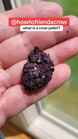 A pellet, in ornithology (study of BIRDS), is the mass of undigested parts of a bird's food that some bird species occasionally regurgitate. The contents of a bird's pellet depend on its diet, but can include the exoskeletons of insects, indigestible plant matter, bones, fur, feathers, bills, claws, and teeth. if you find it where you leave food for them, you might consider it a gift! #crows #crowtok #howtoattractcrows #howtobefriendcrows #makingfriendswithcrows #feedingcrows 