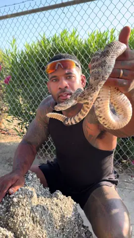 Speckled rattle snake  Comment your thoughts 💭 #viral #fyp #snake #reptile #animals #venom #losangeles #nature #tiktok 