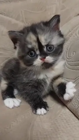 Funny cat 🐈 😻 😸 