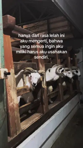 usahakan dulu  #motivasi #peternakmuda #quotes #katakata #dombagarut #domba #garut #peternakmilenial #fyp #foryou #purwakarta #foryoupage 