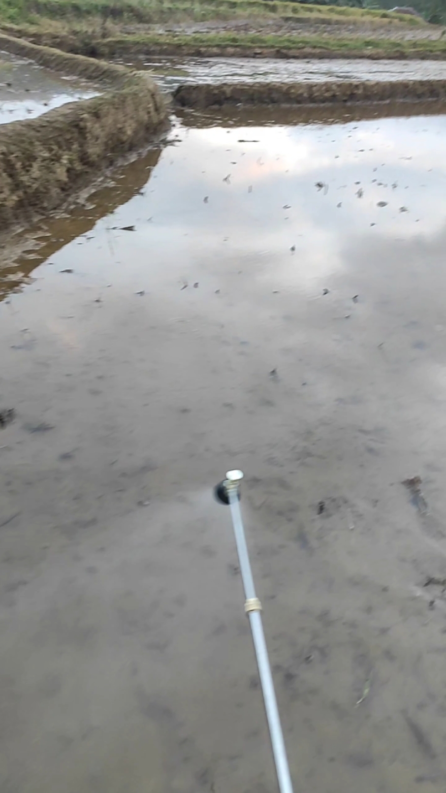 BAGIAN 1 | Penyemprotan 2 hari sebelum tanam menggunakan herbisida dan moluskisida untuk mencegah gulma-gulma tumbuh dan mengendalikan hama keong🐌  