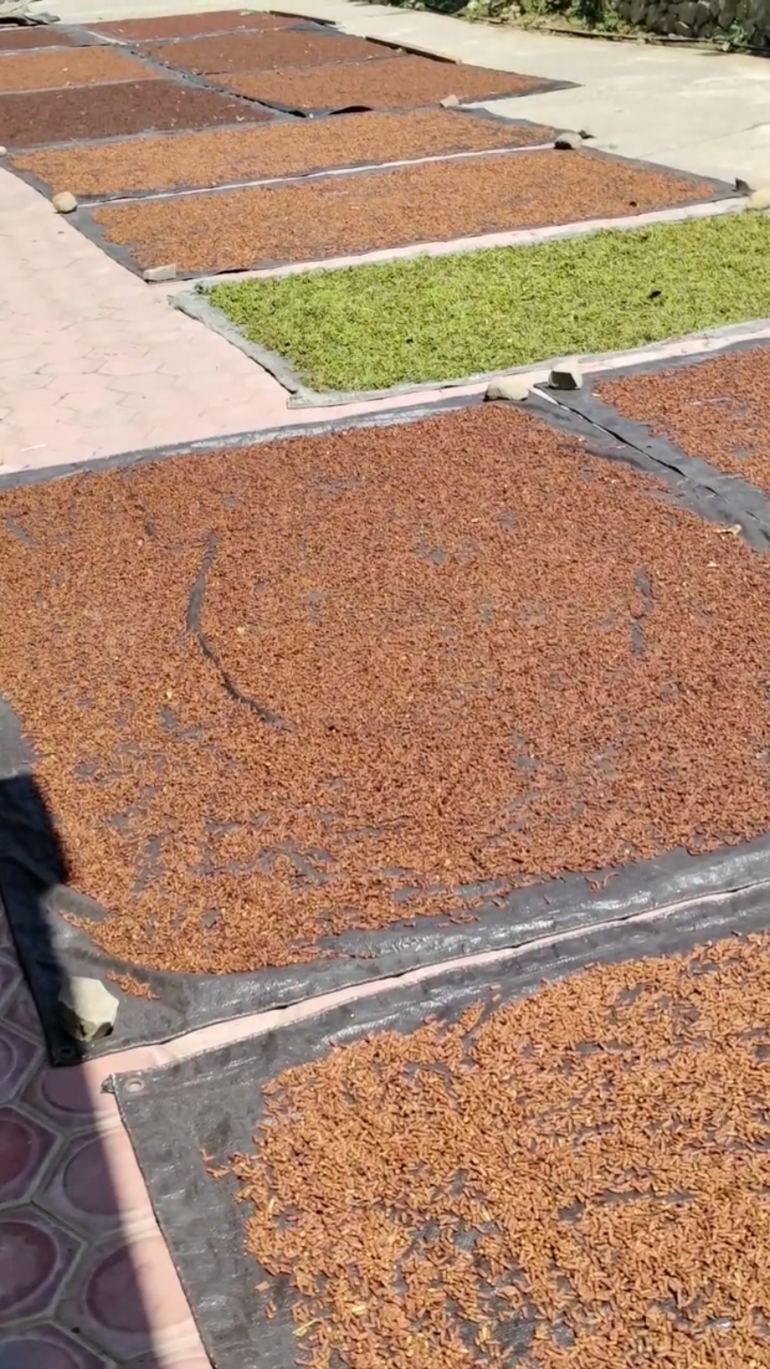 Panen raya cengkeh 2024 #fypシ #munjungan #trenggalek24jam  #cengkeh