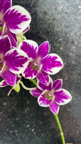 Saphia new ngày k nắng  #xuhuong #fyp #hoalan #bentre71🌴🥥 