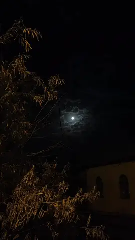 Arxa fon✨ #goviral #bkwpp #fon 