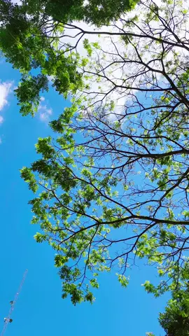 pohon dan langit cerah 🙏👏🌲🎄☘️🌤 filter : blue sky #sky #nature #filter #fyp