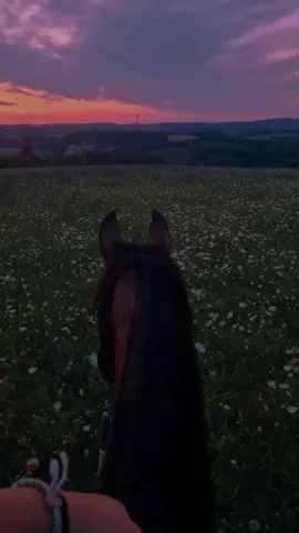 🌅#sunset#horse#field#sun#gallop#riding#princessa#flowers#clouds#view#peacefull #land#nature#foryou #foryoupage #fyp #fyyy