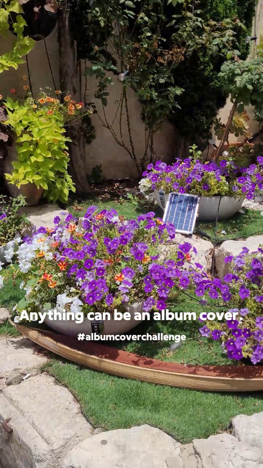 #foryou #flowers #fypシ ##fypシ゚viral #foryoupage #CapCut 