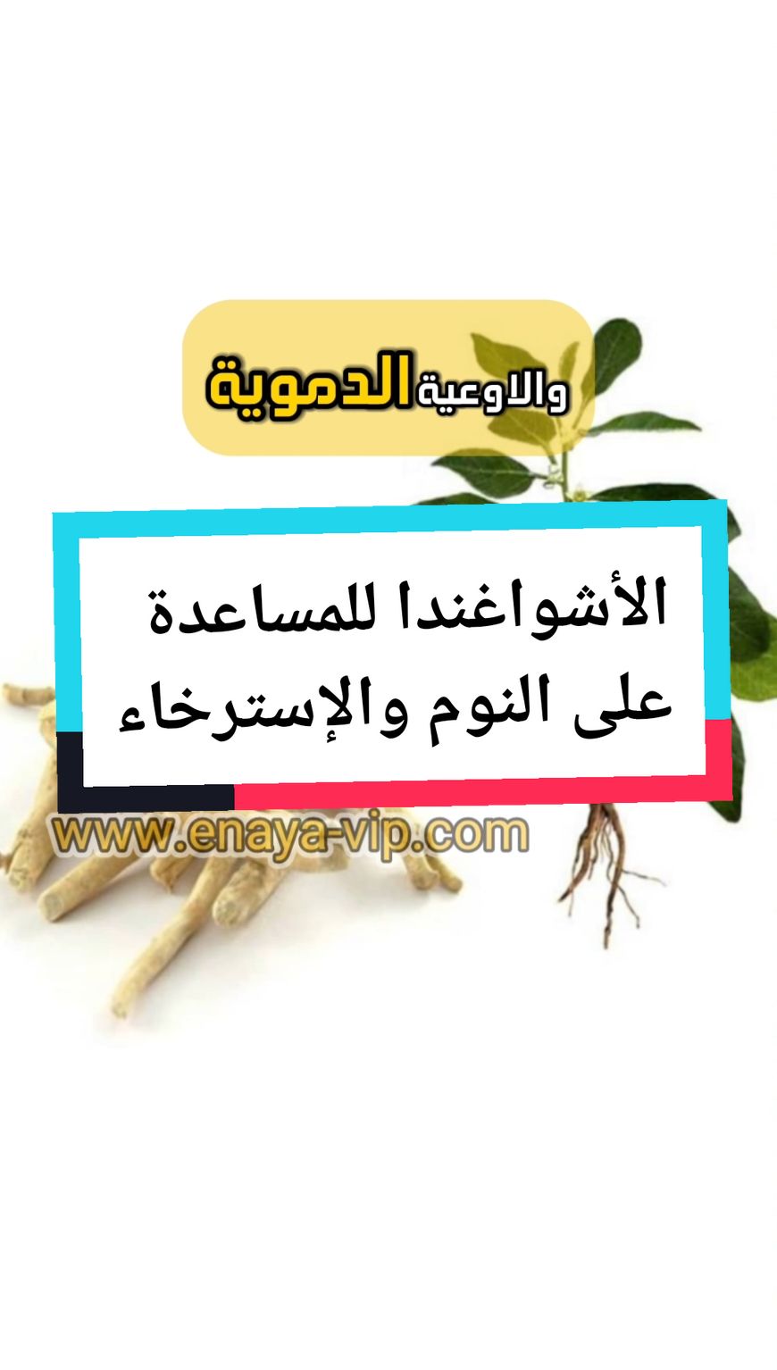 عشبة هندية قديمة تستخدم في الأيورفيدا تُعرف بقدرتها على التكيف مع التوتر وتعزيز الطاقة والمساعدة على الإسترخاء والنوم العميق. #الاشواغندا  #عناية_enaya_vip #enaya_vip #vip #معلومة #اعشاب  * #أشواغندا   * #عشبة_الأشواغندا   * #صحة   * #عشاب   * #طبيعة   * #أيورفيدا   * #صحة_نفسية   * #تغذية   * #جمال   * #رشاقة   * #طاقة  #explor #trending #fyp #tiktok #foryou #fyp #new #hot 