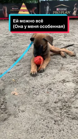 Да моя девочка🫀💋❤️ до конца!!#даффи #малинуа #malinoisoftiktok #malitiktok🇲🇱 #компаньон #дриссеровкасобак #малинуаБаффи 