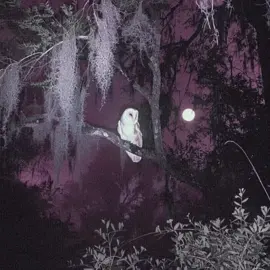 Whimsigoth🌛 #whimsigothic #whimsical #witchy #witchtok #fypシ゚viral #fyp #whimsicalaesthetic #katebush #aesthetic #moodboard #vintage #edit #fullmoon 