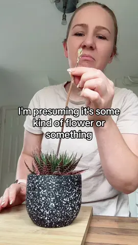 I’m clearly not a plant person 🥴 #houseplant #houseplants #cactus #succulents #succulent #mumlife #mumsontiktok #tiktokmums #boymum #girlmum #twinmum #mumtok #plantmom 