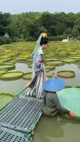 china gril #amazingvideo #intersted #viral #food #Weather #foryoupage #foryou #trending #fyppppppppppppppppppppppp #animal #shorts #lemonshark #Rain 