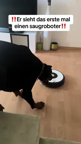 #foryou #viral #dog #hunde #hundevideos #dogsoftiktok #hund #dogs #dyson 