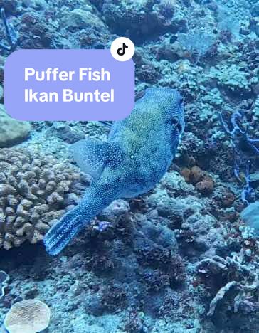 Helloooo it’s me Puffer Fish. Atau ikan buntel atau disebut juga Fugu. Kalau sedang ketemu musuh badanku membulat seperti balon lalu duri duri keluar dr seluruh tubuhku.  Aku beracun. Hanya koki yg bersertifikat yg bisa mengolahku jadi hidangan sashimi. Karena kalau gak tau caranya, orang yang makan dagingku bisa mati keracunan.  #pufferfish #underwatervideo #scubadiving