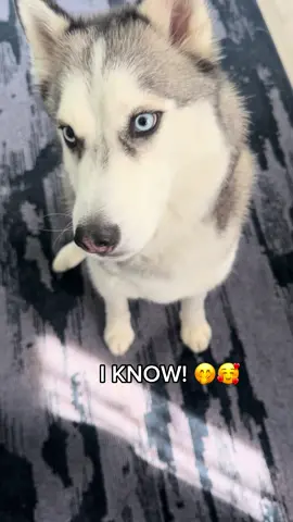 Watch how his mood changes immediately after some treats! He’s like me when I get hangry lol  #husky #huskylife #huskysoftiktok #huskylovers #dogsofttiktok #dogtok #cutedogsoftiktok #dogvideos #dogtalk #dogmom #doggietiktok #doggielove #petlovers #fypage #foryoupage #sassy #sassydog #hangry #funnydogs 