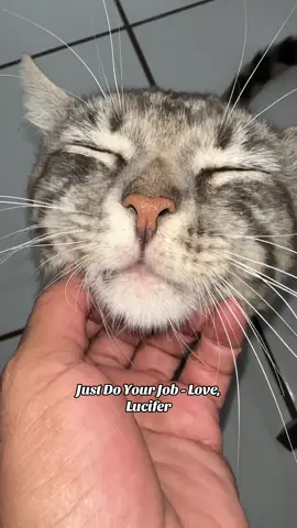 Lucifer Says: Don't Make Me Catch a Case with These Paws!😂😂😻😻😱      #creatorsearchinsights #catsoftiktok #kittens #pet #fypシ゚viral #tiktok #funnyvideos #fypp #viral 