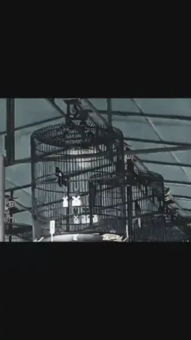 waktunya istirahat kawan#Anakmas #SobekTeam #mureybatu #fyp 