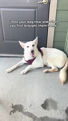 I miss her being so small and cute 🥰😭#CapCut #whitegermanshepherd #germanshepherdpuppy #cutedog #fyyyyyyyyyyyyyyyy 