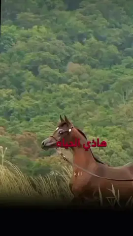 #CapCut هذي الحياة#عشق_الخيل_ادمان #هذي_الحياة #خيل #خيل_وخياله🐎 #خيل_عربي_اصيل #حصان #حصان_عربي_أصيل #فرس #خيل_تصميم #خيل_فخمه🐎 #شيلات #شيله #قوالب_كاب_كات #كاب_كات #كرومات #fyp #fypシ #viral #اكسبلورexplore #اكسبلور #