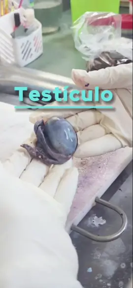 Torsión testicular! 👩‍⚕️✅️ #patologia #medicina #medicosdetiktok #aprender #anatomia 