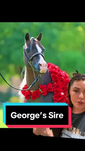 George’s Sire!🐴 #ministallion #minifoal #minimare #minihorsesoftiktok 