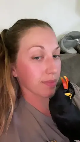 old video’s since i get asked all the time why Argyle has such a deep voice 😂 yes, at one point Argyle did have a “girl voice” but over time she adopted my husband’s voice and almost never talks in her “girl” voice anymore 🥲 #ArgyleTheMynah #greaterindianhillmynah #mynahbird #birdsthattalk #talkingbird #whatthefawk #trending #creatorsearchinsights #Viral #viralvideo #videooftheday #Bird #fyp #amazinganimals #birdsoftiktok #tiktokviral #indianhillmynah 