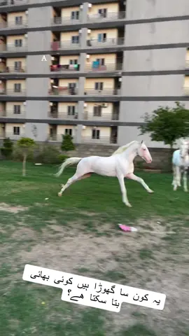 #onthisday #foryou #europe #kyrgyzstan #japan #shoq #deragujjrangujrat #gujjar #viral #imrankhan #pakistan #viralvideo @Zeeshan Rauf Gujjar 