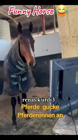 #funny #animald #Pferde  gucke Pferderennen an#comedy_category_mu #fypシ゚viral #fyp #