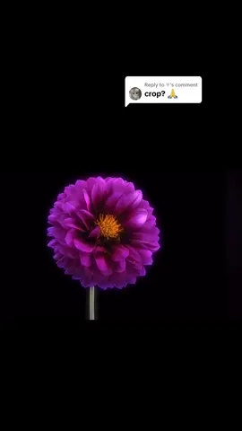 Replying to @𖣂  here u go x #fyppppppppppppppppppppppp #dyingflowers #flowerstrend #crop #fypシ゚ 