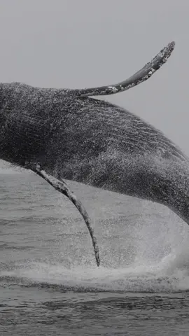 This whale decided to launch itself out of the water several times on today’s private charter! You can see lots of barnacles flying off as it slams into the water which is one of the reasons why these gentle giants breach. Come see these magnificent creatures in person soon! 🐳Book now using link in bio🎉 #whalewatching #whale #tail #humpbackwhale #breach #jump #fly #low #news #media #lunges #wildlife #montereycalifornia #coast #cali #sun #fun 