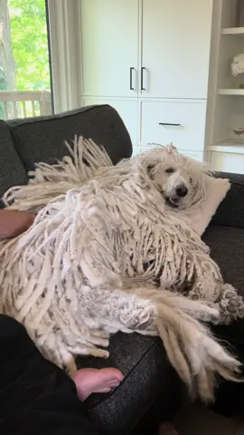 Who let her up on the couch 😅 #komondor #dog #dogsoftiktok #mopdog 