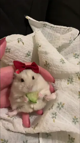 #cute #foryou #hamster #🎀 #explorer #كيوت #baby 
