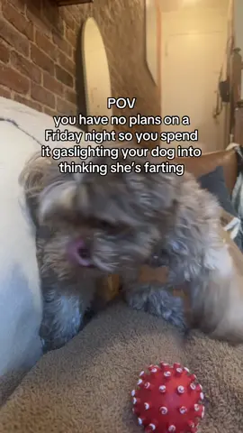 This is 33 ✌🏻 #dogsoftiktok #dogs #funnyvideo #lol 